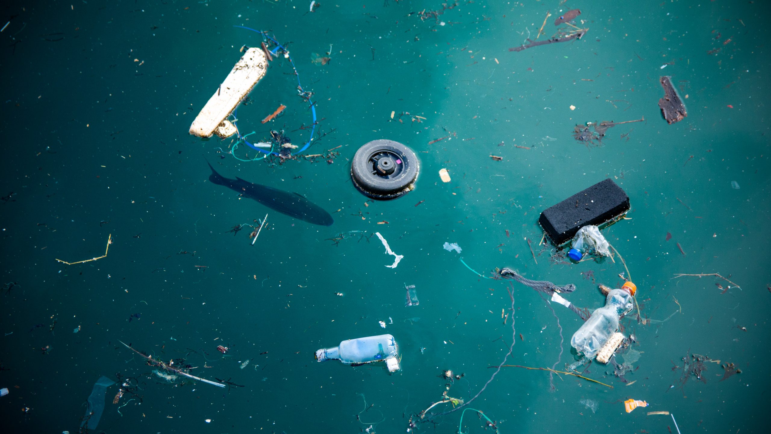 マイクロプラスチックが海鳥の腸内細菌に影響、人体の場合は？