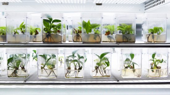 遺伝子組み換えとバクテリアで空気をきれいにする観葉植物