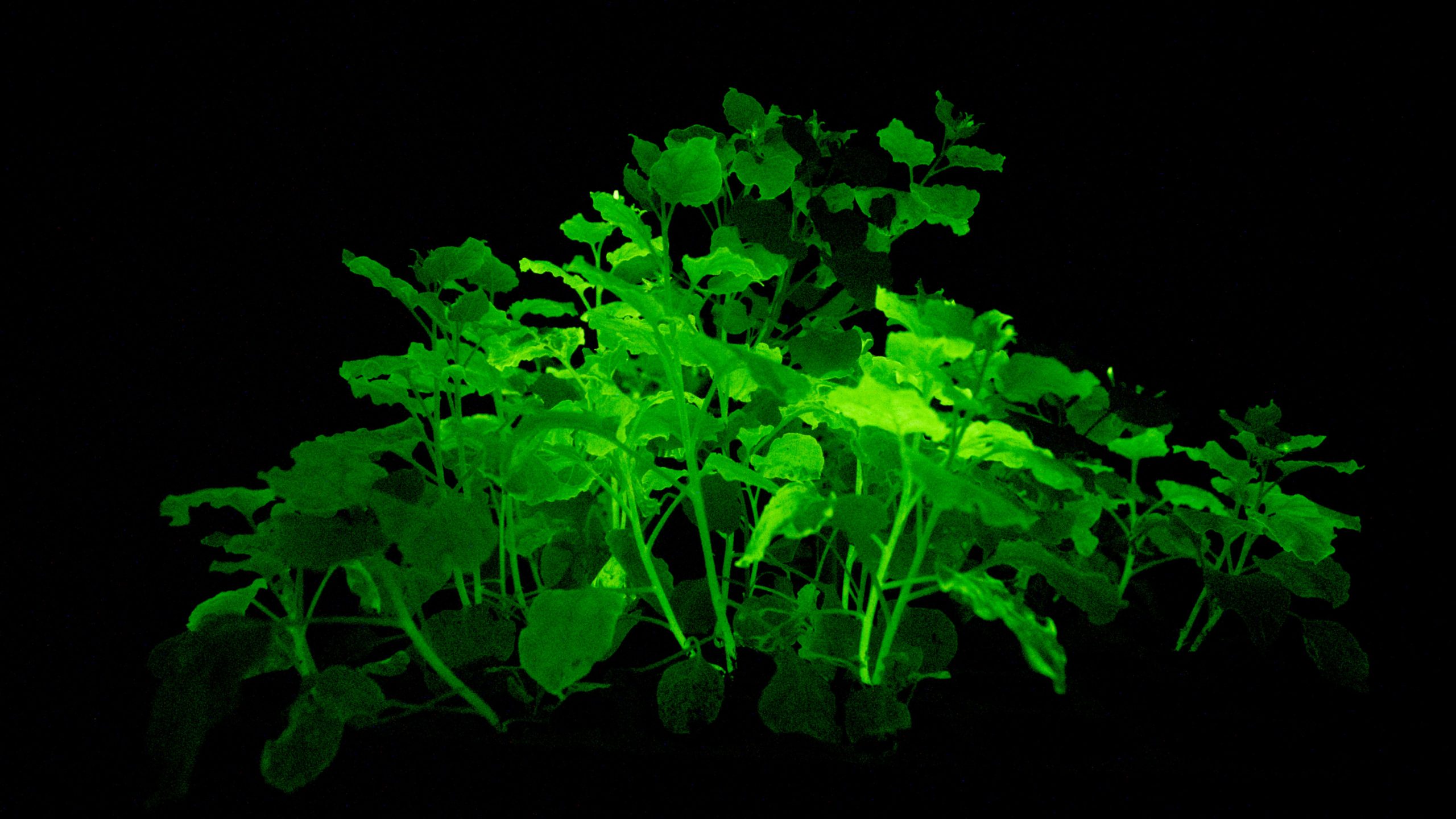 side view of a genetically modified glowing plant at night