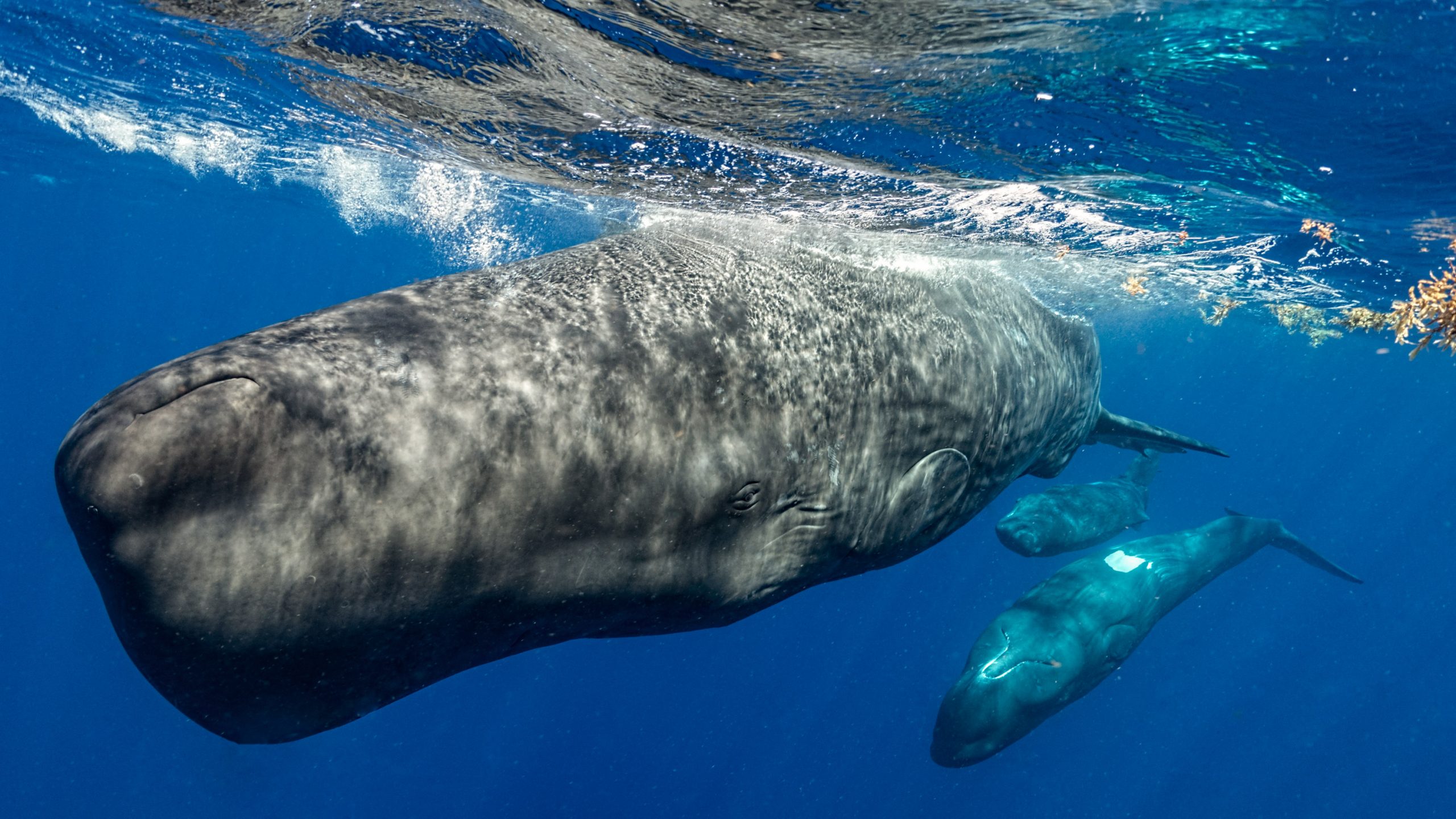 クジラの言語構造、想像以上に人間の言語に近かった