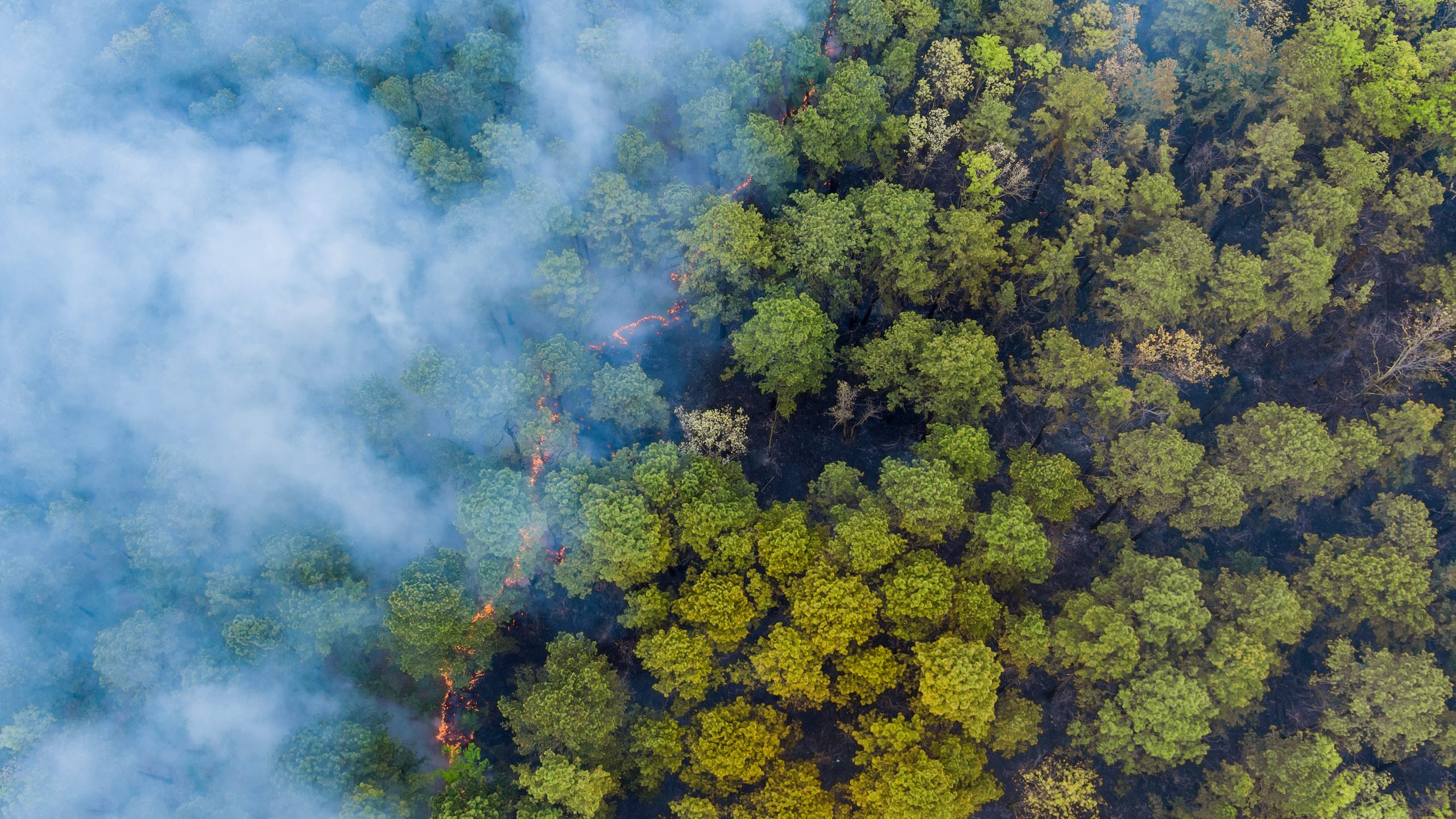 山火事の早期発見にAI活用、コスト負担と効果検証に課題