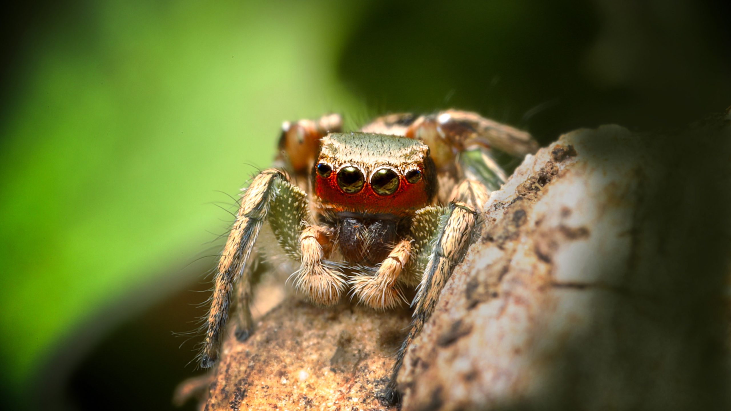 ハエトリグモは誰に恋をする？ DIY実験装置で迫る動物の心理